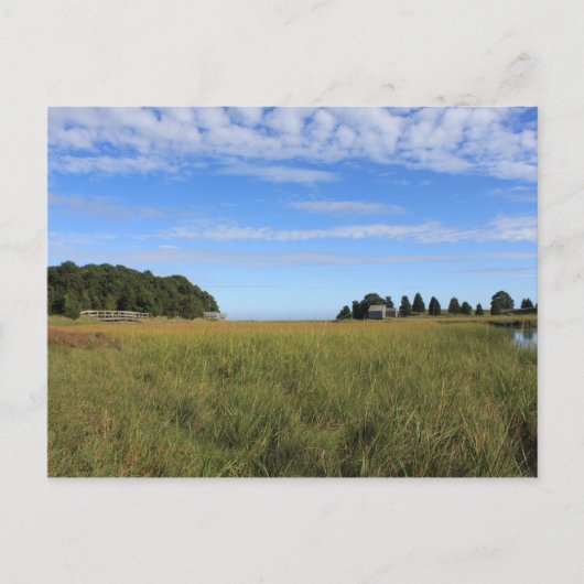 Cape Cod Salt Marsh Briefkaart (Voorkant)