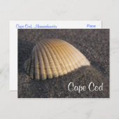 Cape Cod Seashell op de Elke Post Card Briefkaart (Voorkant / Achterkant)