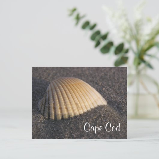 Cape Cod Seashell sur la carte de poste de plage (Debout devant)