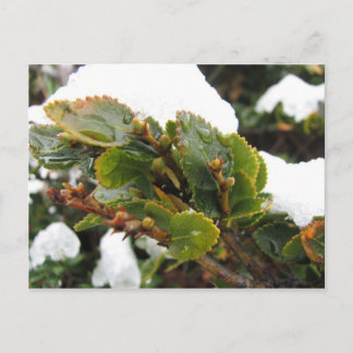 Cape Horn, Chili, Nothofagus Coihue Briefkaart