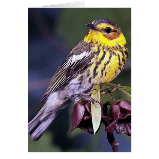 Cape May Warbler Vogelcadeaus (Voorkant)