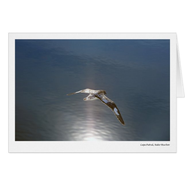 Cape Petrel, Neko Harbour (Voorkant Horizontaal)