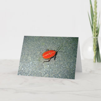 Cape Tribulation Kaart