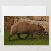 capibara briefpapier (Voorkant / Achterkant)