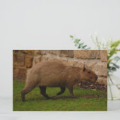 capibara briefpapier (Staand voorkant)