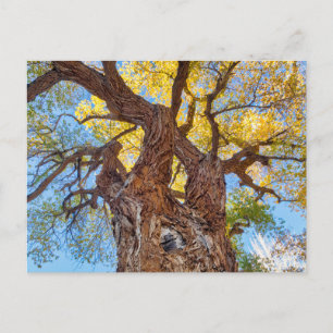 Capitol Reef National Park, Katoenboom Briefkaart
