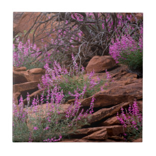 Capitol Reef National Park, Utah, VS Tegeltje