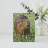 Caplin Rous eet Grass Briefkaart (Staand voorkant)