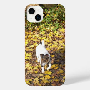 Capo von Oppenheim, chien Terrier Jack Russell