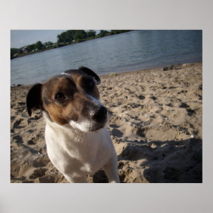 Capo von Oppenheim, Jack Russell hond Poster