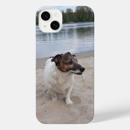 Capo von Oppenheim, Jack Russell Terrier Chien (Verso)