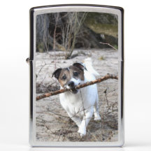 Capo von Oppenheim Jack Russell Terrier, Chien