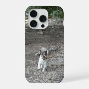 Capo von Oppenheim, Jack Russell Terrier Chien