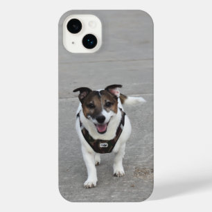 Capo von Oppenheim, Jack Russell Terrier Chien