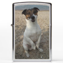 Capo von Oppenheim Jack Russell Terrier, Chien