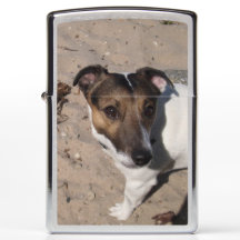 Capo von Oppenheim Jack Russell Terrier, Chien