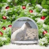 Capo von Oppenheim, Jack Russell Terrier Dog (Noël)