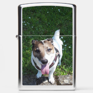 Capo von Oppenheim Jack Russell Terrier, Dog