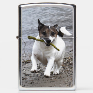 Capo von Oppenheim, Jack Russell Terrier Dog