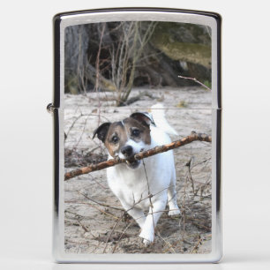 Capo von Oppenheim Jack Russell Terrier, Dog