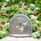 Capo von Oppenheim, Jack Russell Terrier Dog (Noël)