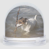 Capo von Oppenheim, Jack Russell Terrier Dog (Arrière)