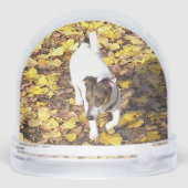 Capo von Oppenheim, Jack Russell Terrier Dog (Arrière)