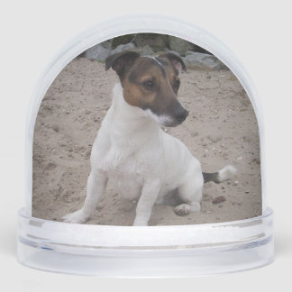 Capo von Oppenheim, Jack Russell Terrier Dog