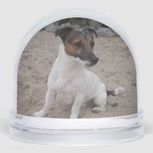 Capo von Oppenheim, Jack Russell Terrier Dog (Avant)