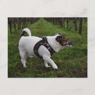 Capo von Oppenheim, Jack Russell Terrier Dog Briefkaart