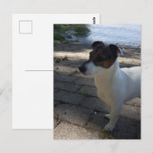 Capo von Oppenheim, Jack Russell Terrier Dog Briefkaart (Voorkant / Achterkant)