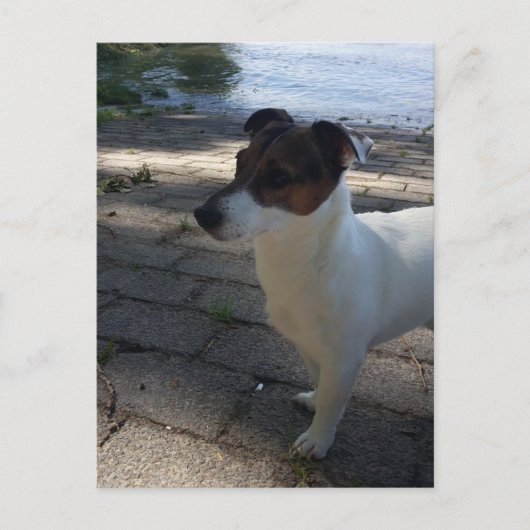 Capo von Oppenheim, Jack Russell Terrier Dog Briefkaart (Voorkant)
