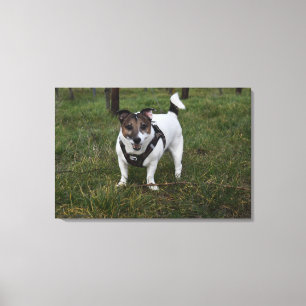 Capo von Oppenheim, Jack Russell Terrier Dog Canvas Afdruk