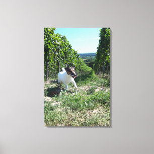 Capo von Oppenheim, Jack Russell Terrier, Dog Canvas Afdruk