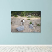 Capo von Oppenheim, Jack Russell Terrier, Dog Canvas Afdruk (Insitu (Houten vloer))