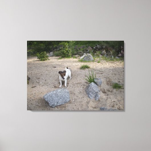 Capo von Oppenheim, Jack Russell Terrier, Dog Canvas Afdruk (Voorkant)
