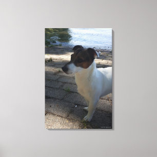 Capo von Oppenheim, Jack Russell Terrier, Dog Canvas Afdruk