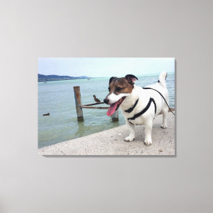 Capo von Oppenheim, Jack Russell Terrier Dog Canvas Afdruk