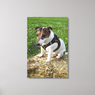 Capo von Oppenheim, Jack Russell Terrier, Dog Canvas Afdruk