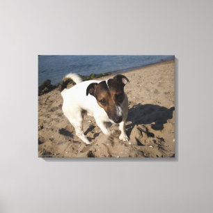 Capo von Oppenheim, Jack Russell Terrier, Dog Canvas Afdruk