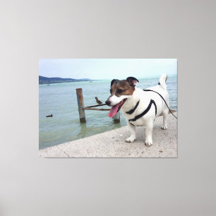 Capo von Oppenheim, Jack Russell Terrier Dog Canvas Afdruk
