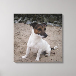 Capo von Oppenheim, Jack Russell Terrier, Dog Canvas Afdruk