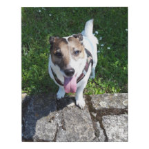 Capo von Oppenheim Jack Russell Terrier, Dog
