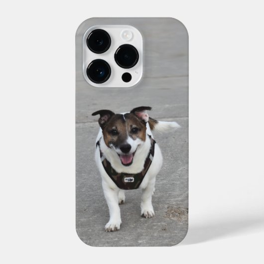 Capo von Oppenheim, Jack Russell Terrier Dog iPhone Hoesje (Achterkant)