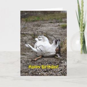 Capo von Oppenheim Jack Russell Terrier, Dog Kaart