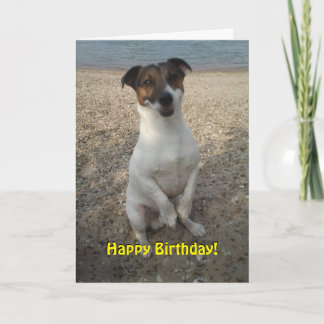 Capo von Oppenheim Jack Russell Terrier, Dog Kaart