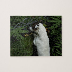 Capo von Oppenheim, Jack Russell Terrier Dog Legpuzzel