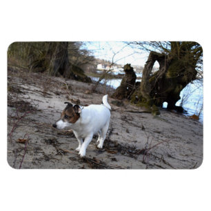 Capo von Oppenheim, Jack Russell Terrier Dog Magne Magneet