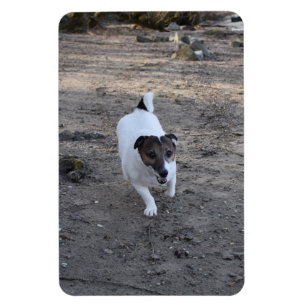 Capo von Oppenheim, Jack Russell Terrier Dog Magneet