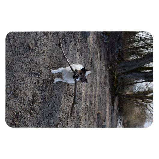 Capo von Oppenheim, Jack Russell Terrier Dog Magneet (Horizontaal)